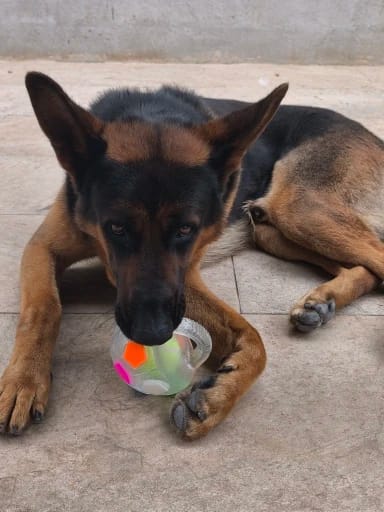 Customer photo review of Squeaky Soccer Ball