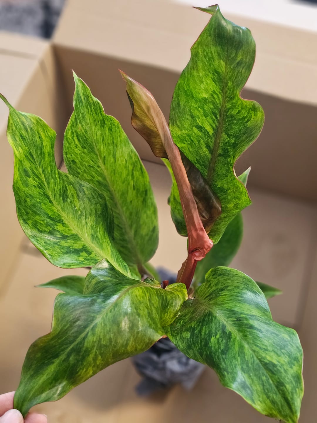 Customer photo review of SAD-PLANT-SET