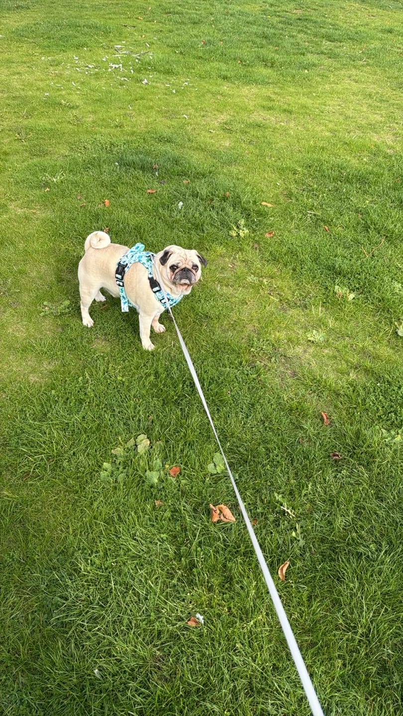 Customer photo review of Tough Trails™ Harness - Dinky Dino