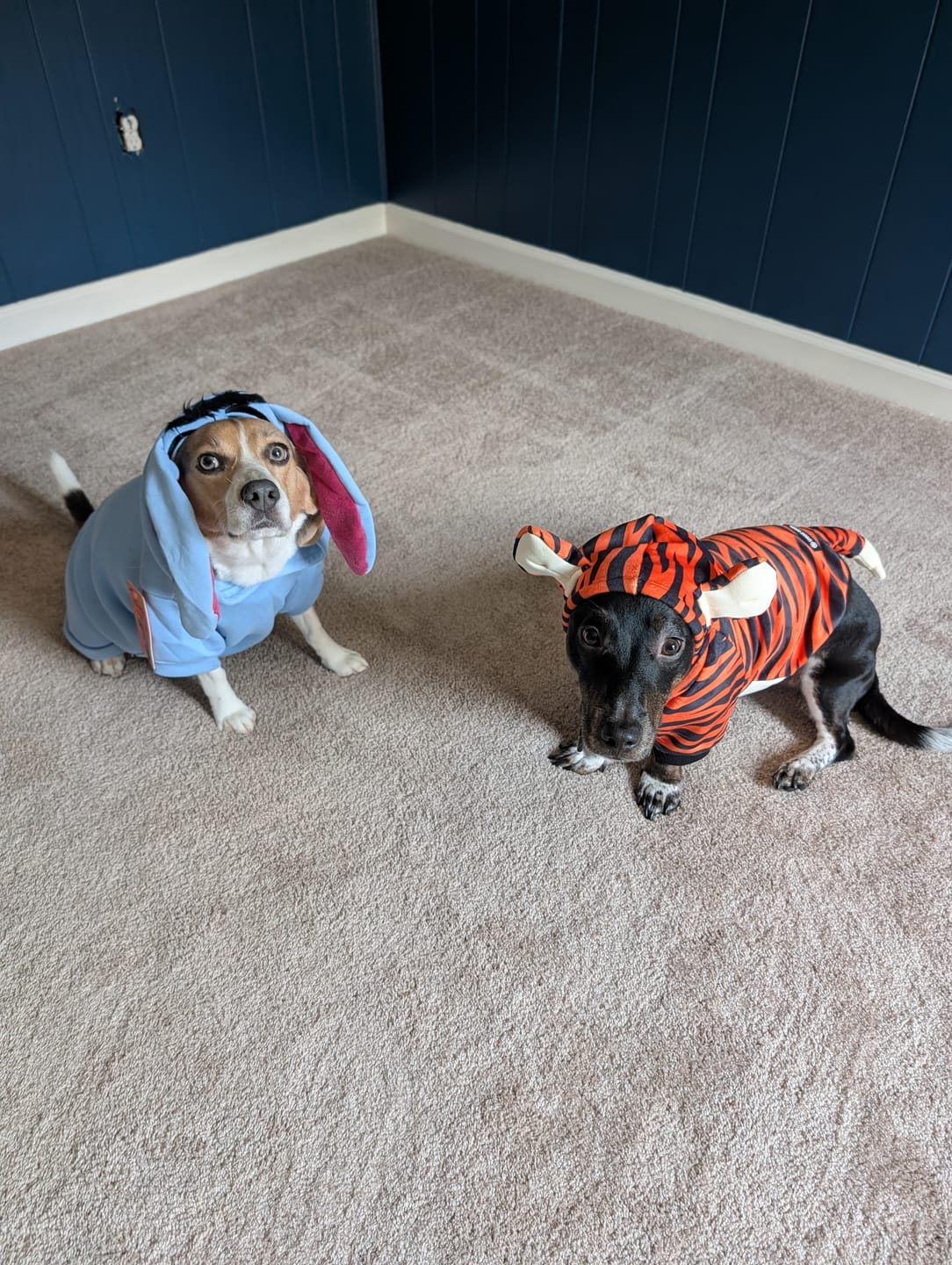 Customer photo review of Halloween Dog Hoodie - Tiger