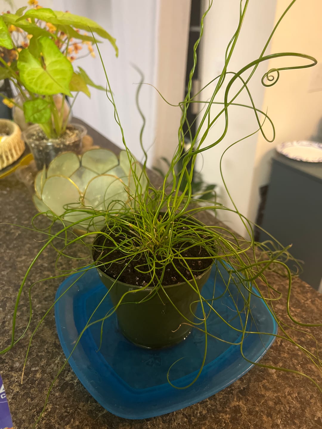 Customer photo review of Juncus effusus 'Spiralis'