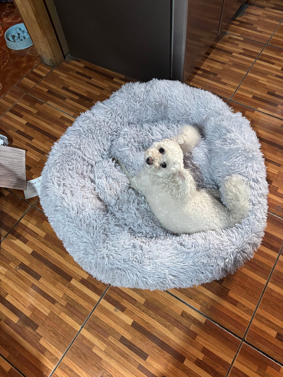 Customer photo review of Cama Anti-Estrés THE DOGS — Menos ansiedad, más descanso
