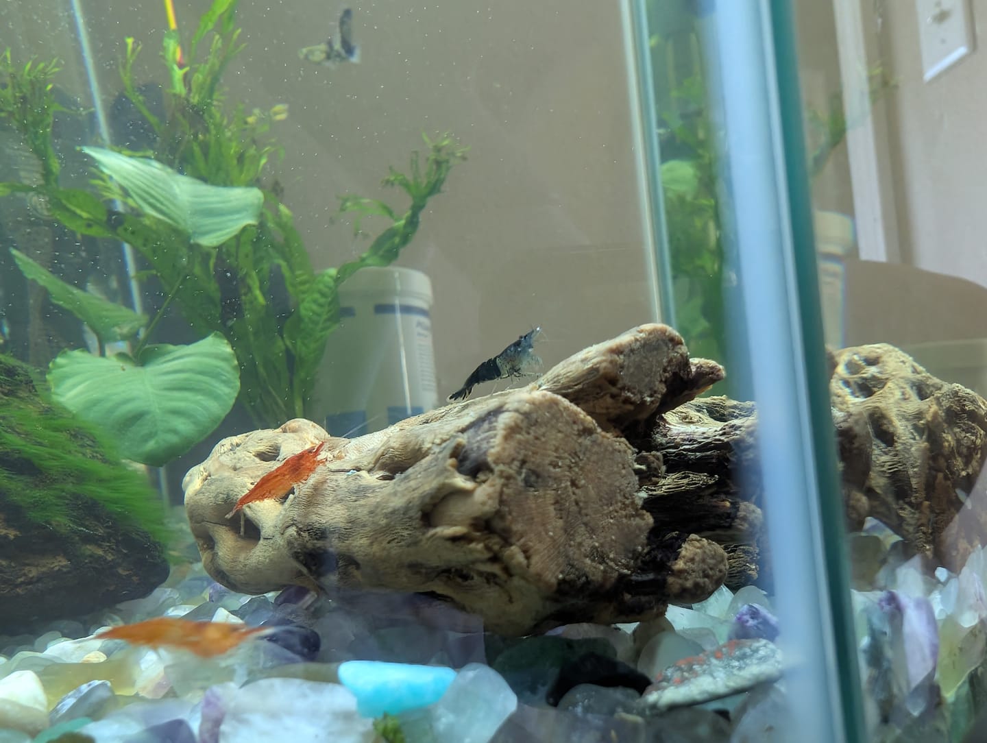 Customer photo review of Neocaridina Skittles Shrimp Pack – Assorted Freshwater Colors