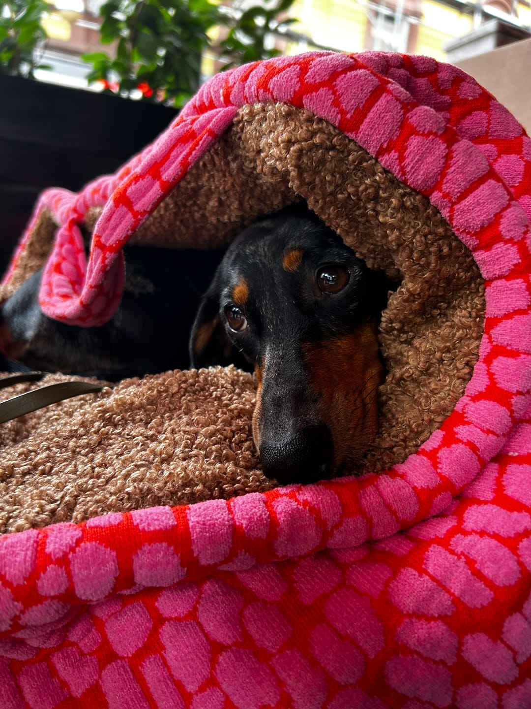 Customer photo review of The Studio Nest: mobiles Hundebett & Schlafsack für kleine Hunde