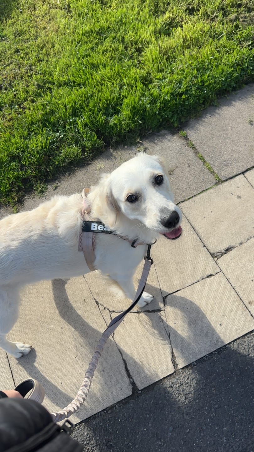 Customer photo review of ParoPet No Pull Dog Harness