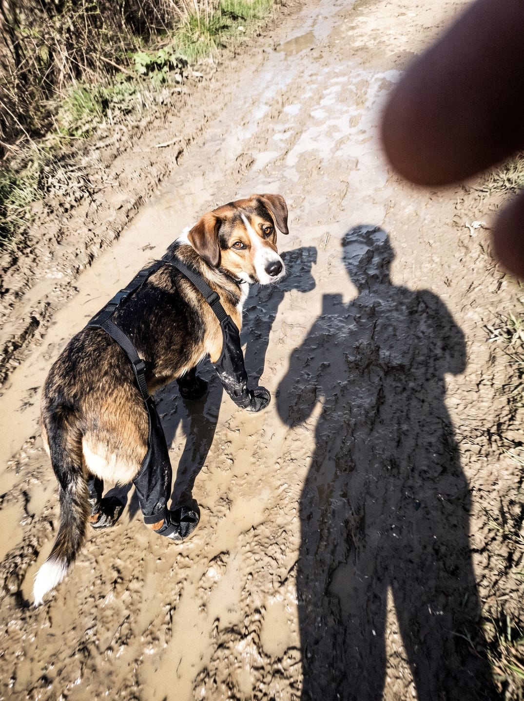 Customer photo review of Botas impermeables para perro