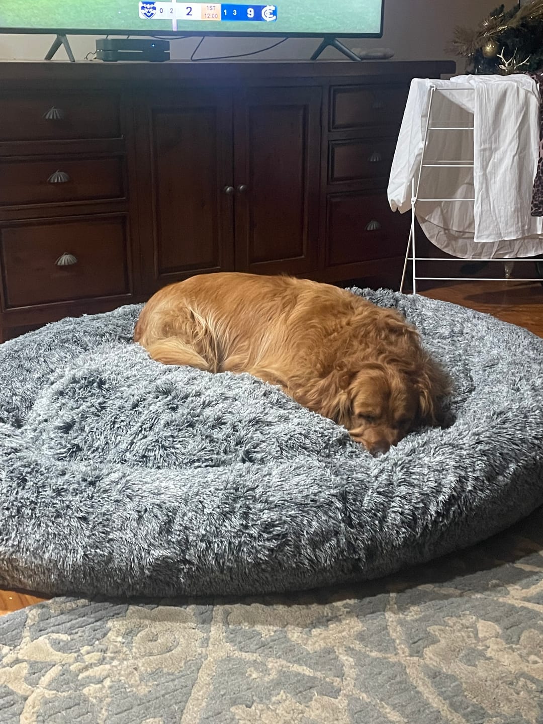 Customer photo review of Premium Calming Pet Bed with Removable Cover