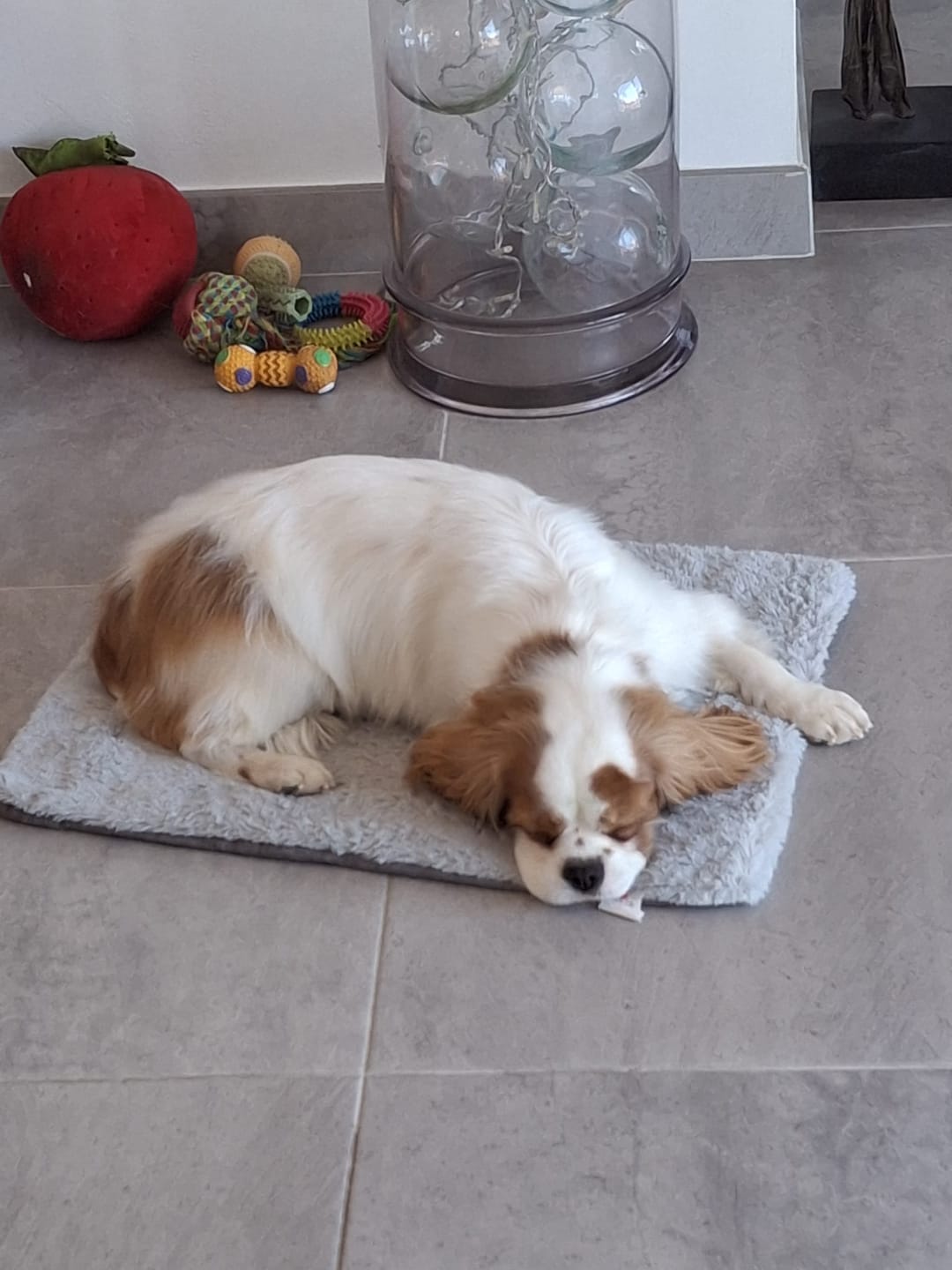 Customer photo review of Shampoing Sans Rinçage - Apaisant pour chien 🏔️