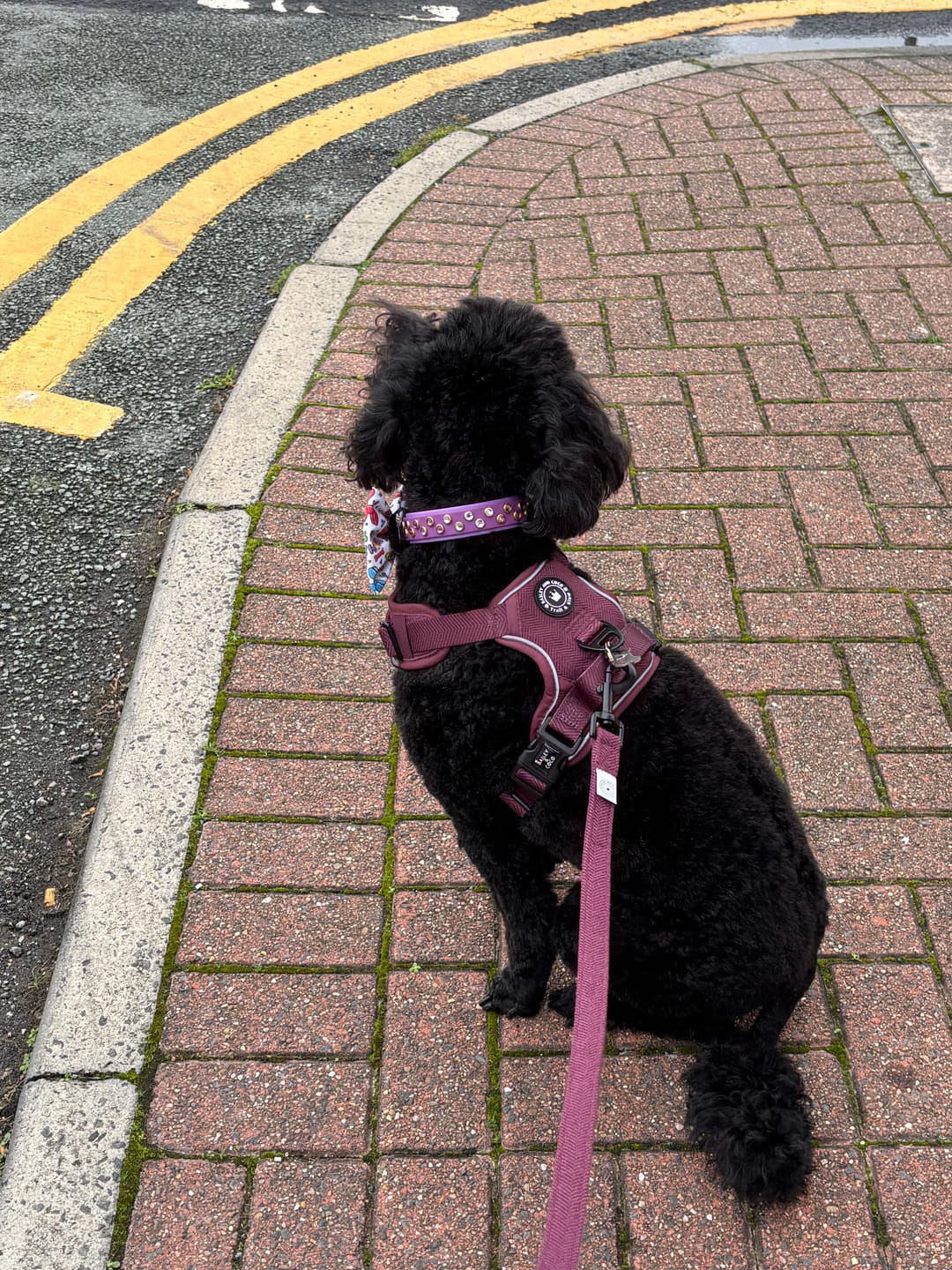 Customer photo review of Fabric Dog Lead 5ft - Mulberry Tweed