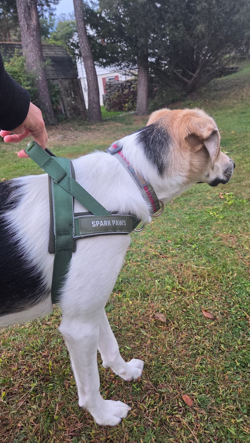 Customer photo review of Grab & Go Harness - Army Green