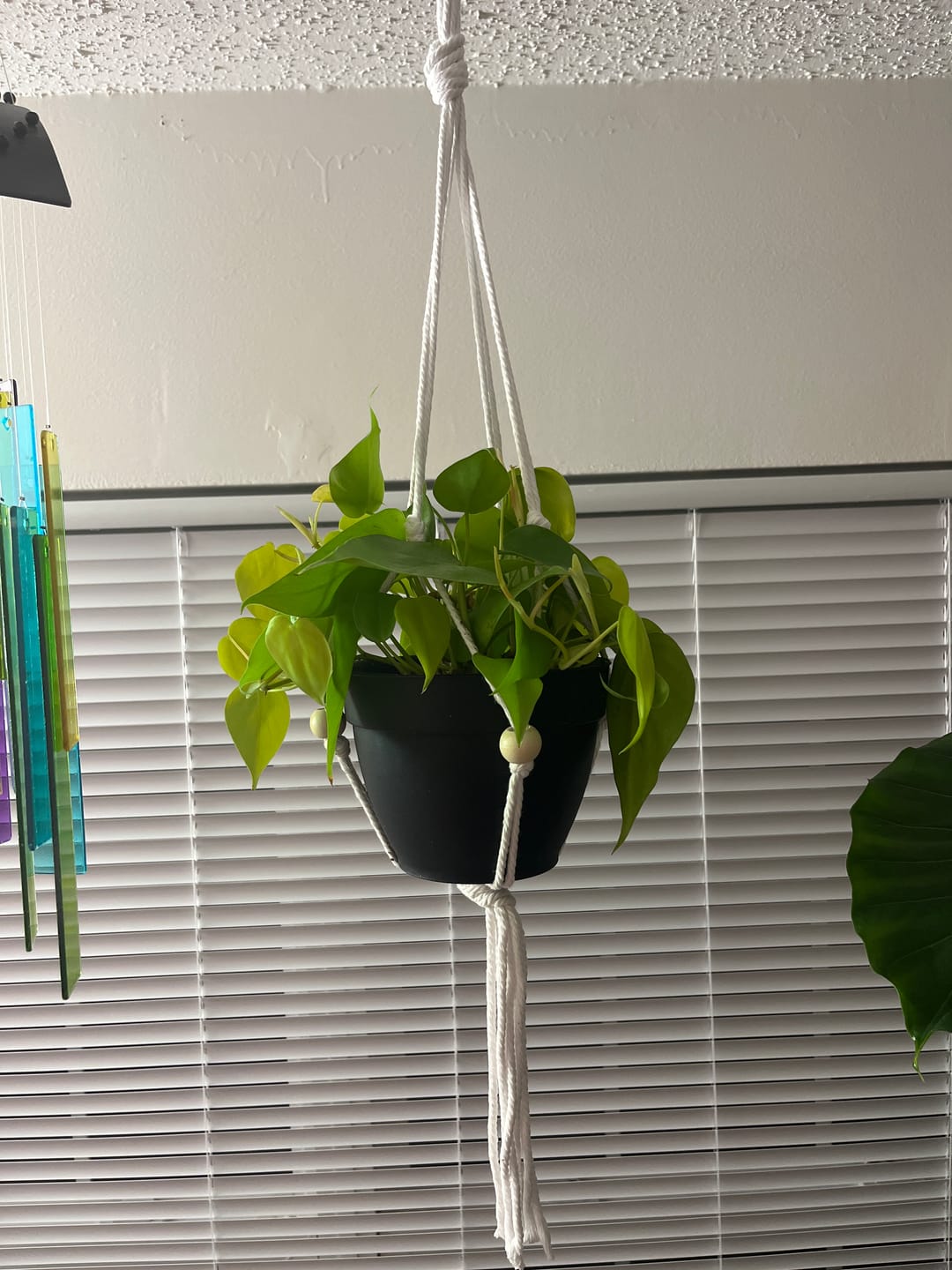 Customer photo review of Pothos Epipremnum aureum 'Neon'