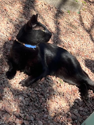Customer photo review of Collar PVC Lavable Abrefácil (Gato)