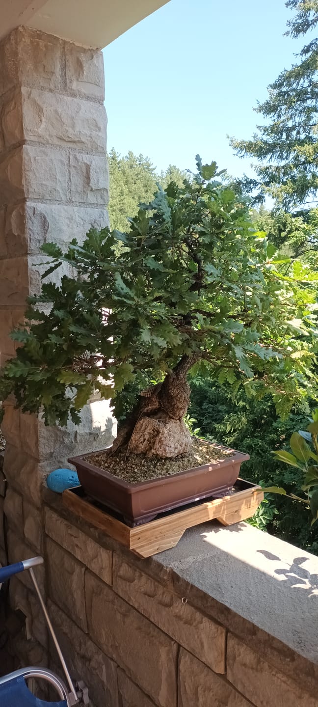 Customer photo review of BONSAI 365