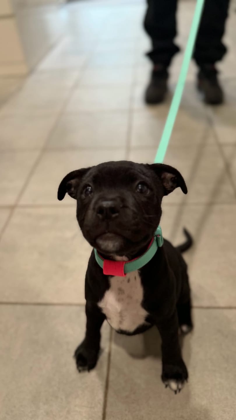 Customer photo review of Staffordshire Bull Terrier 1935® Puppy Collar & Leash Set - Mint & Neon Pink with Gold - Limited Edition