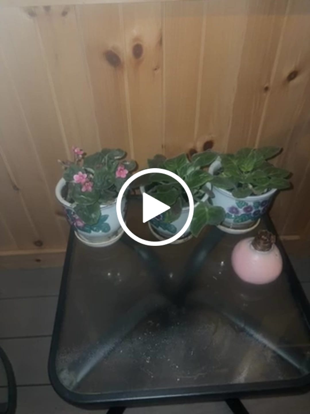 Customer video review of Set of 3 African Violet in 4" Grow Pot - Indoor Plant- Plant Lover Gift - Violet Blue, Purple, Pink Live Flower Plant -Blooms All Year Round
