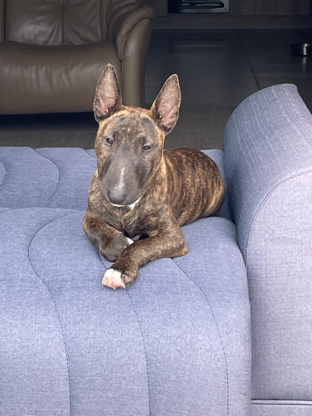 Customer photo review of Amir's Pet Survival Guide