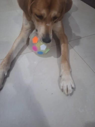 Customer photo review of Squeaky Soccer Ball