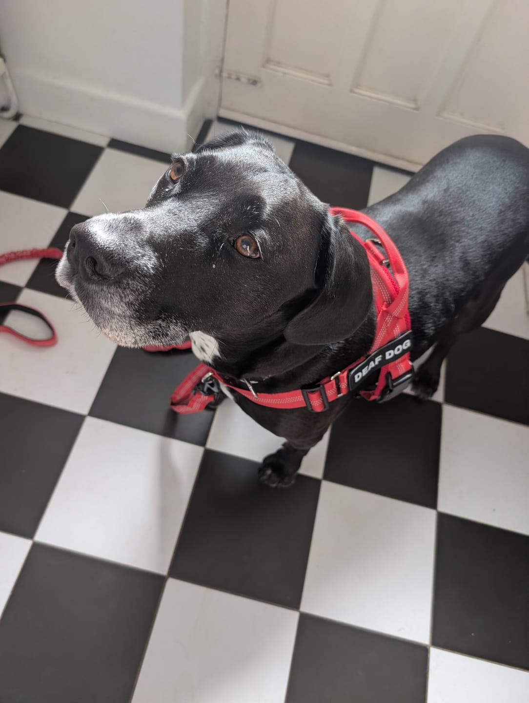 Customer photo review of ParoPet No Pull Dog Harness