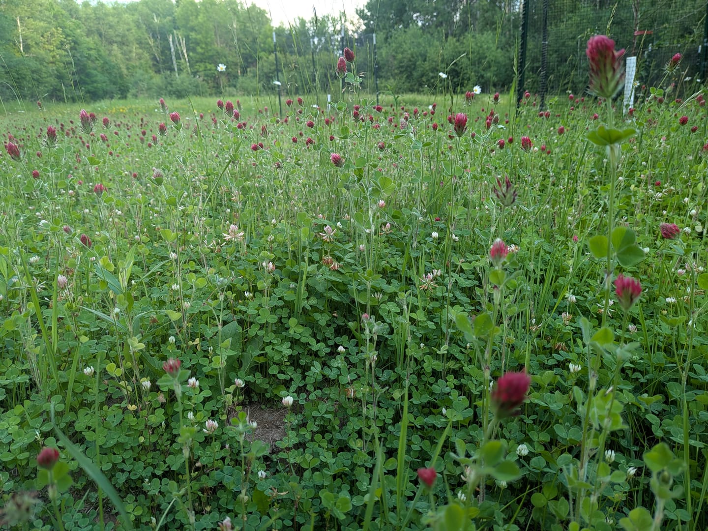 Customer photo review of Whitetail Hill Clover