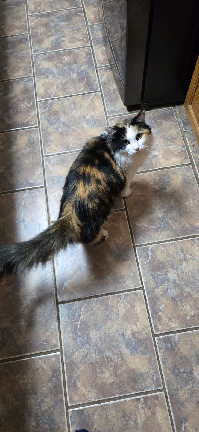 Customer photo review of 3x Blisso Advanced Cat Probiotic
