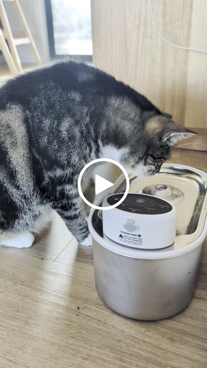 Customer video review of Petbuds Flow Pet Drinking Fountain