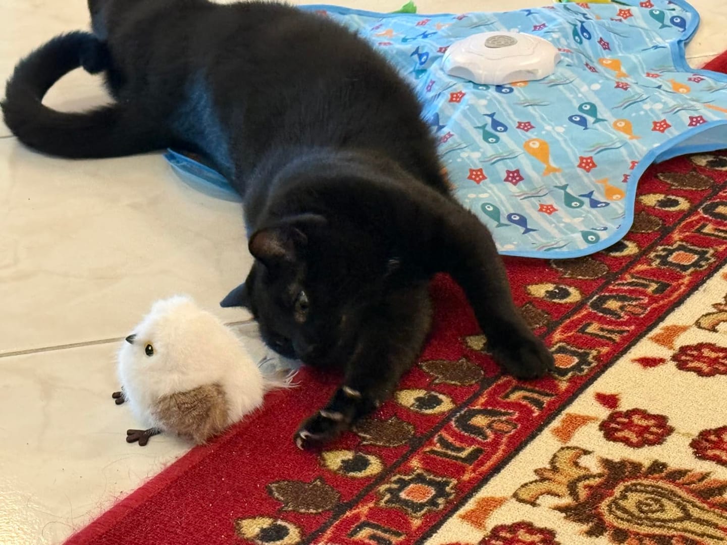 Customer photo review of Juguete interactivo para gatos