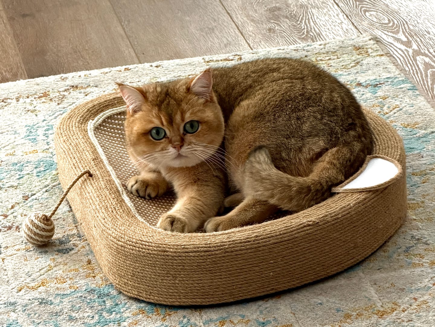 Customer photo review of Bear Sisal Cat Scratching Bed