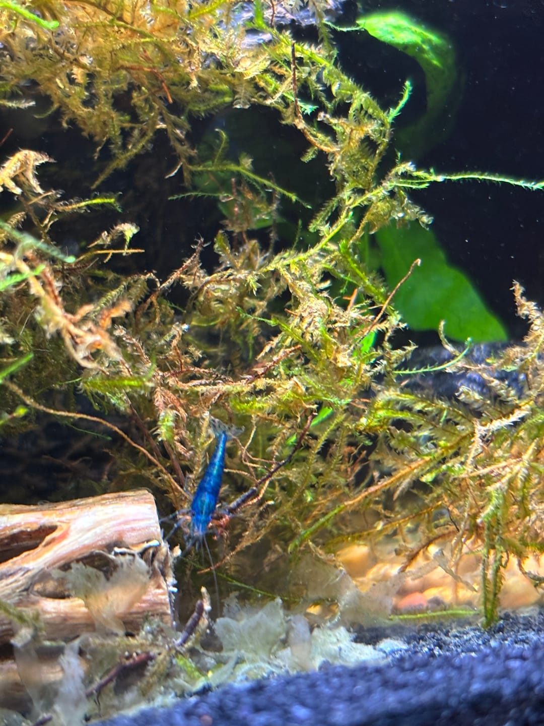Customer photo review of Blue Dream Shrimp (Deep Blue Neocaridina)