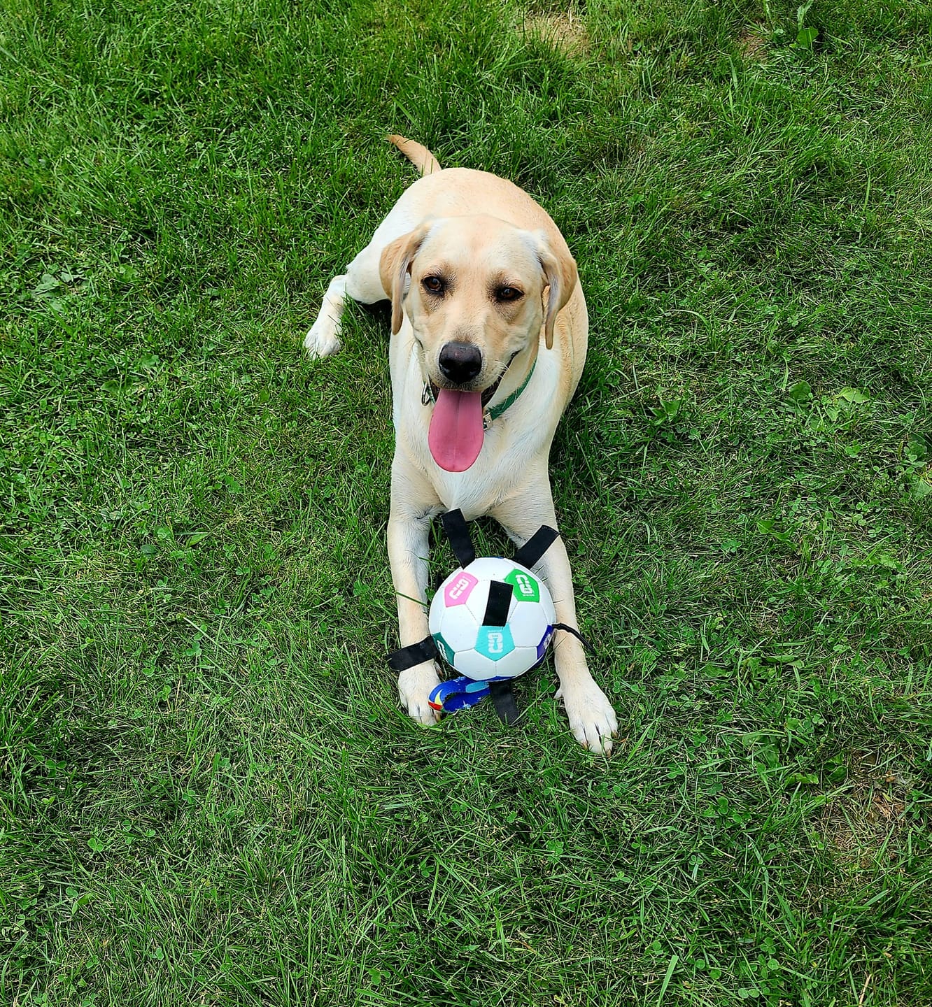 Customer photo review of Wholly Pup Gift Card