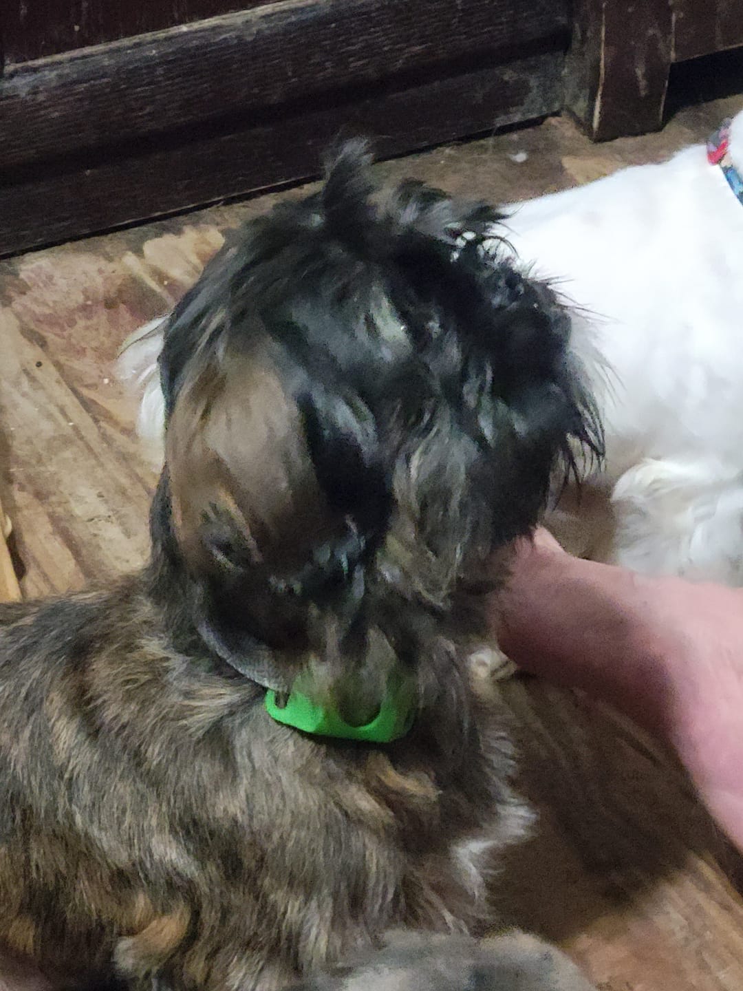 Customer photo review of FurLife™ - 12 Months All Natural Flea and Tick Tags for Dogs