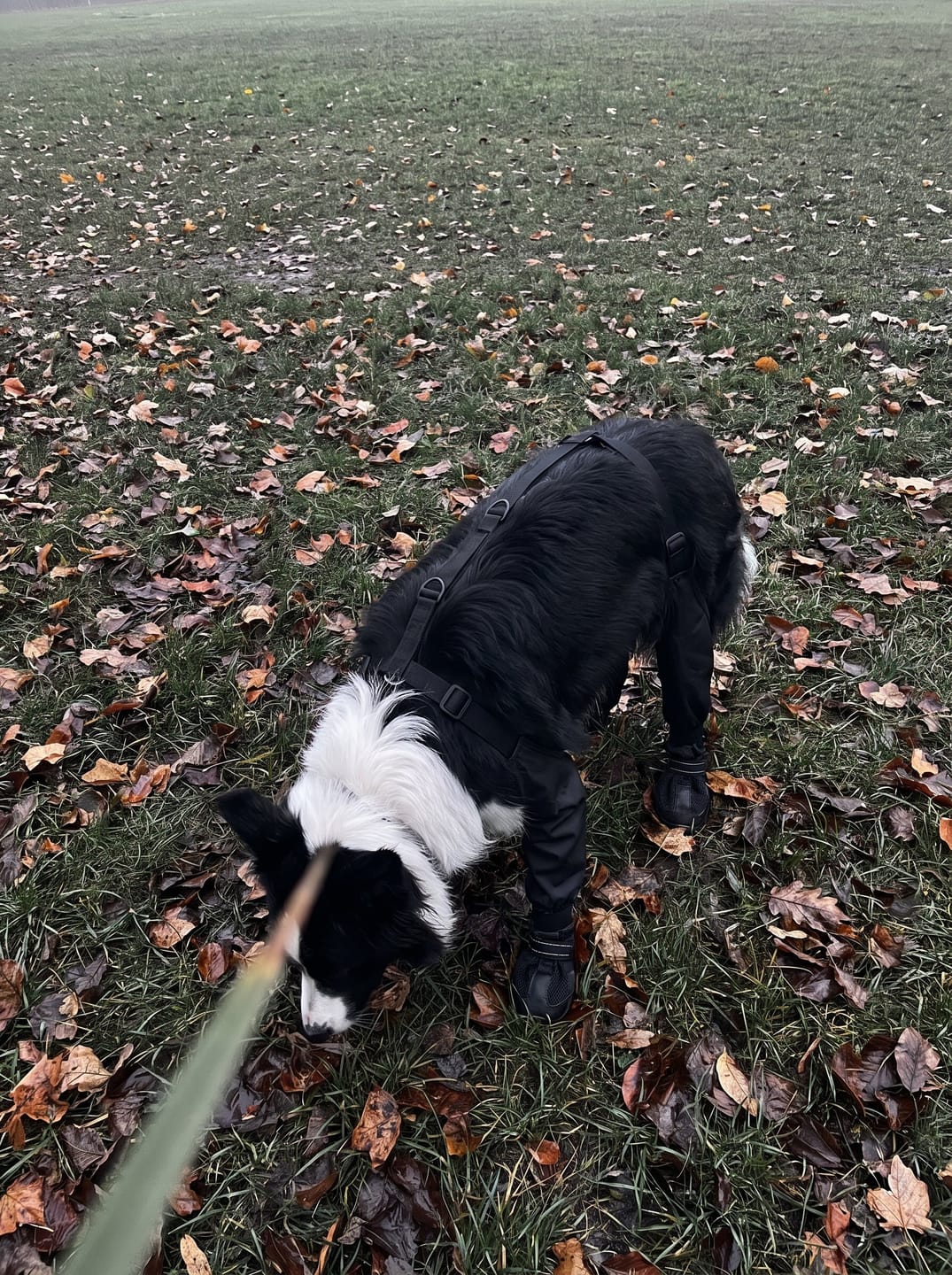 Customer photo review of Botas impermeables para perro