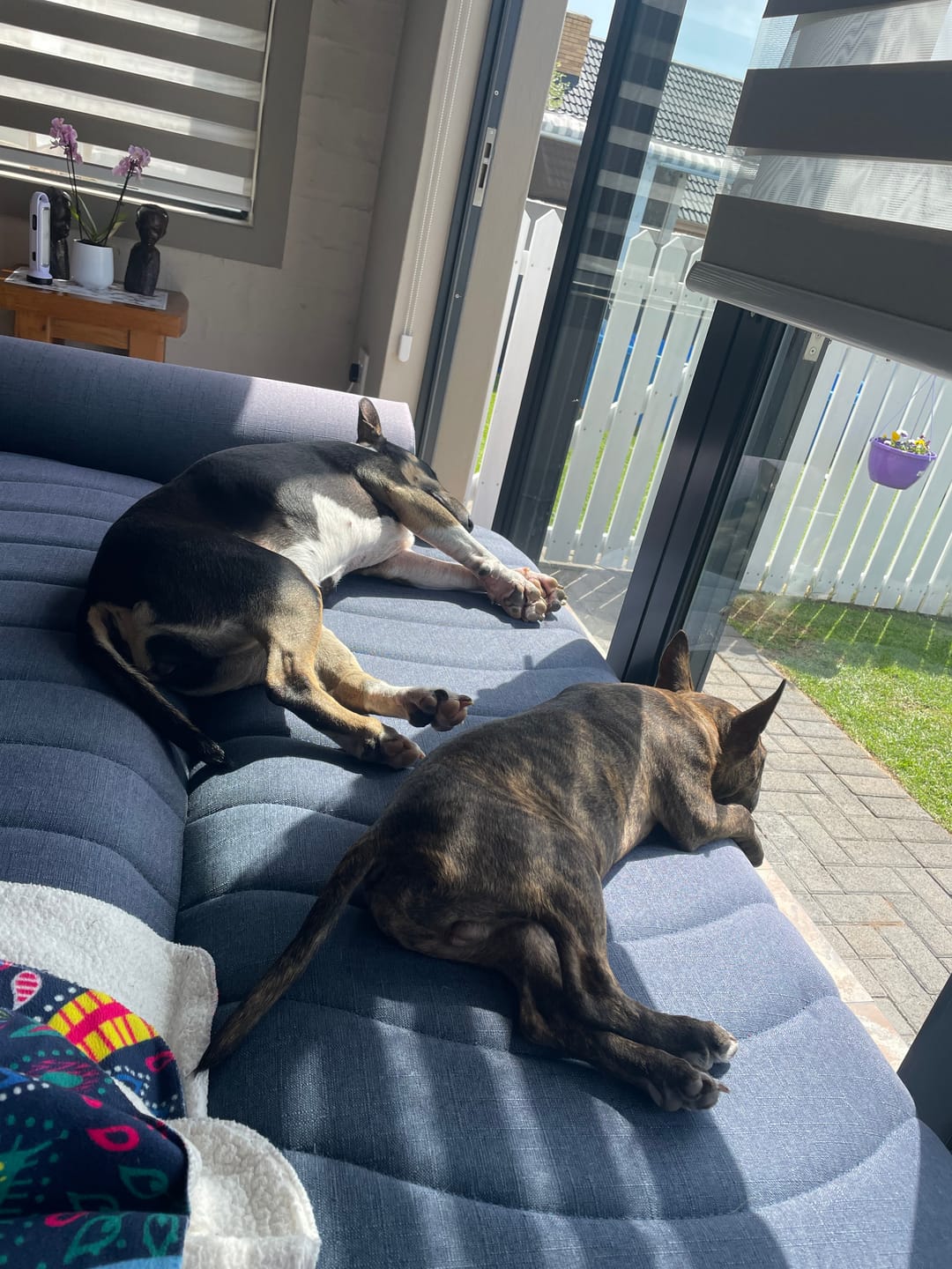 Customer photo review of Biodegradable Poop Bags (3-Pack) — Lemon Scented