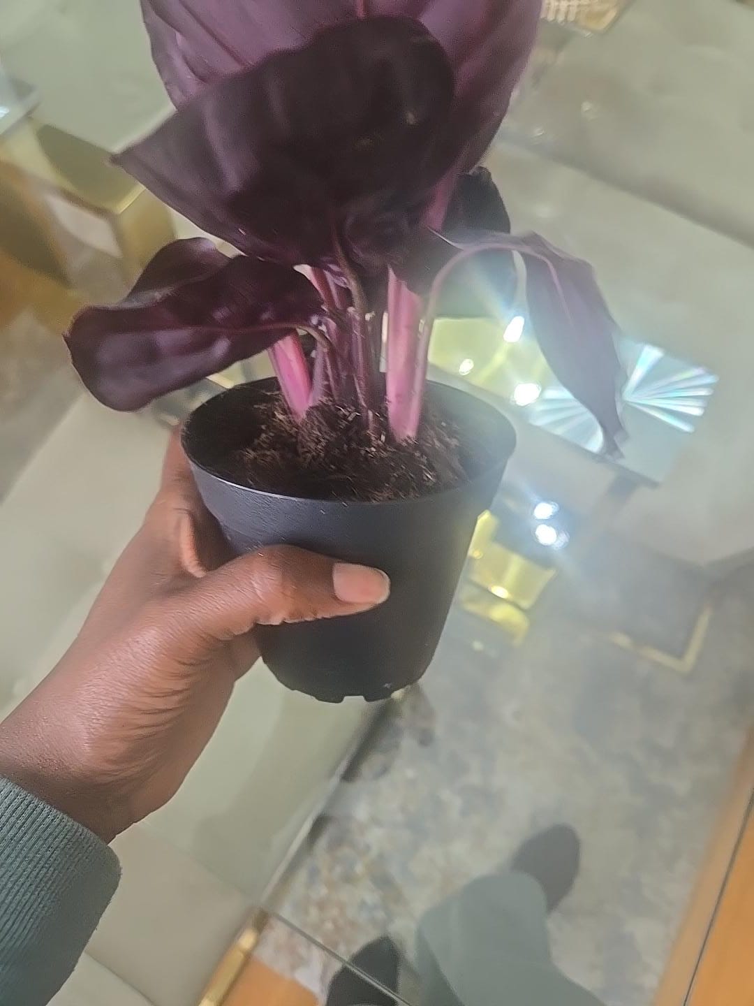 Customer photo review of Calathea Roseopicta Dottie Plant in a 4" Nursery Pot