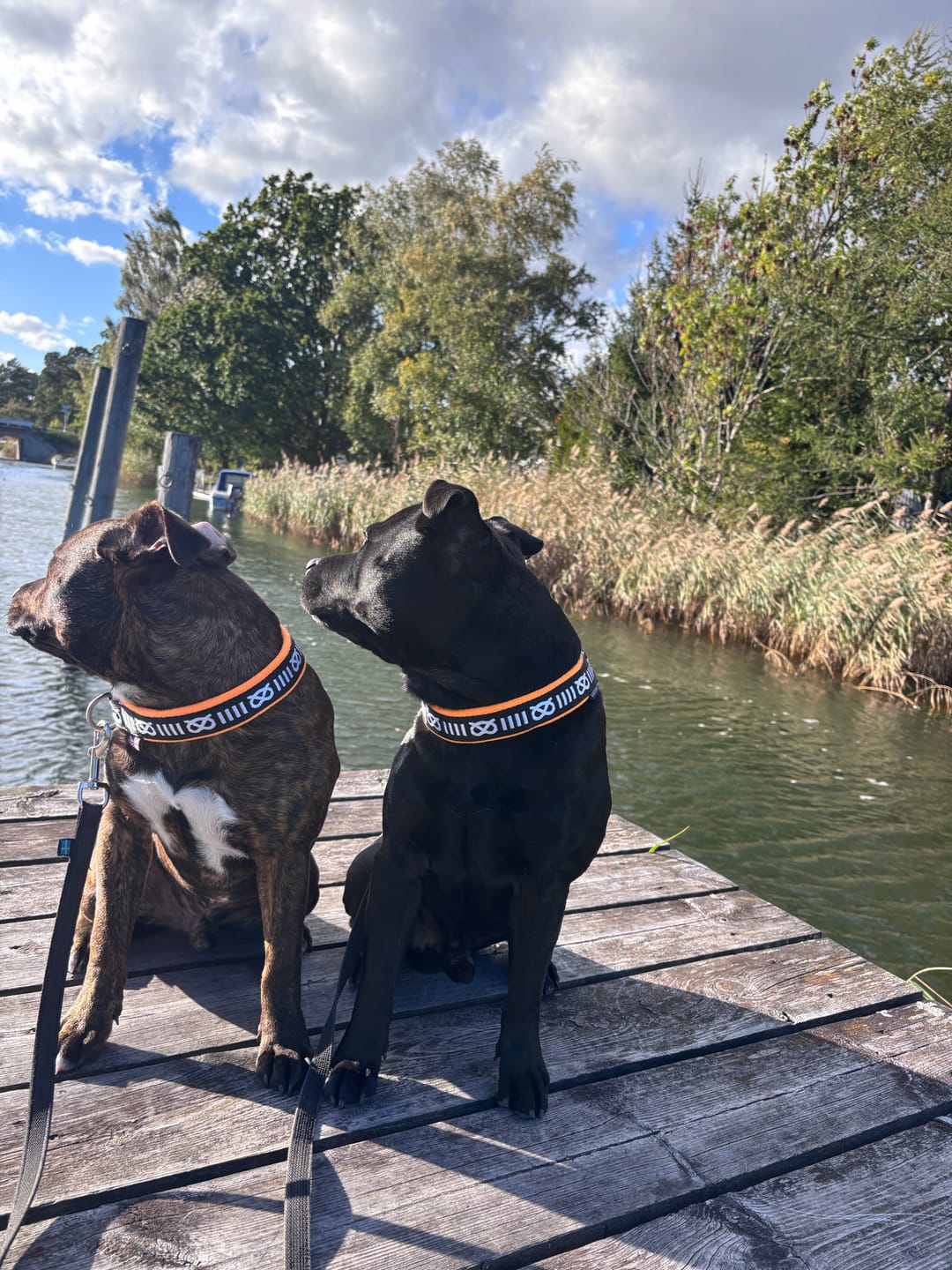 Customer photo review of Staffordshire Bull Terrier 1935® Slim Pattern Collar - Fleece - Orange - 35mm