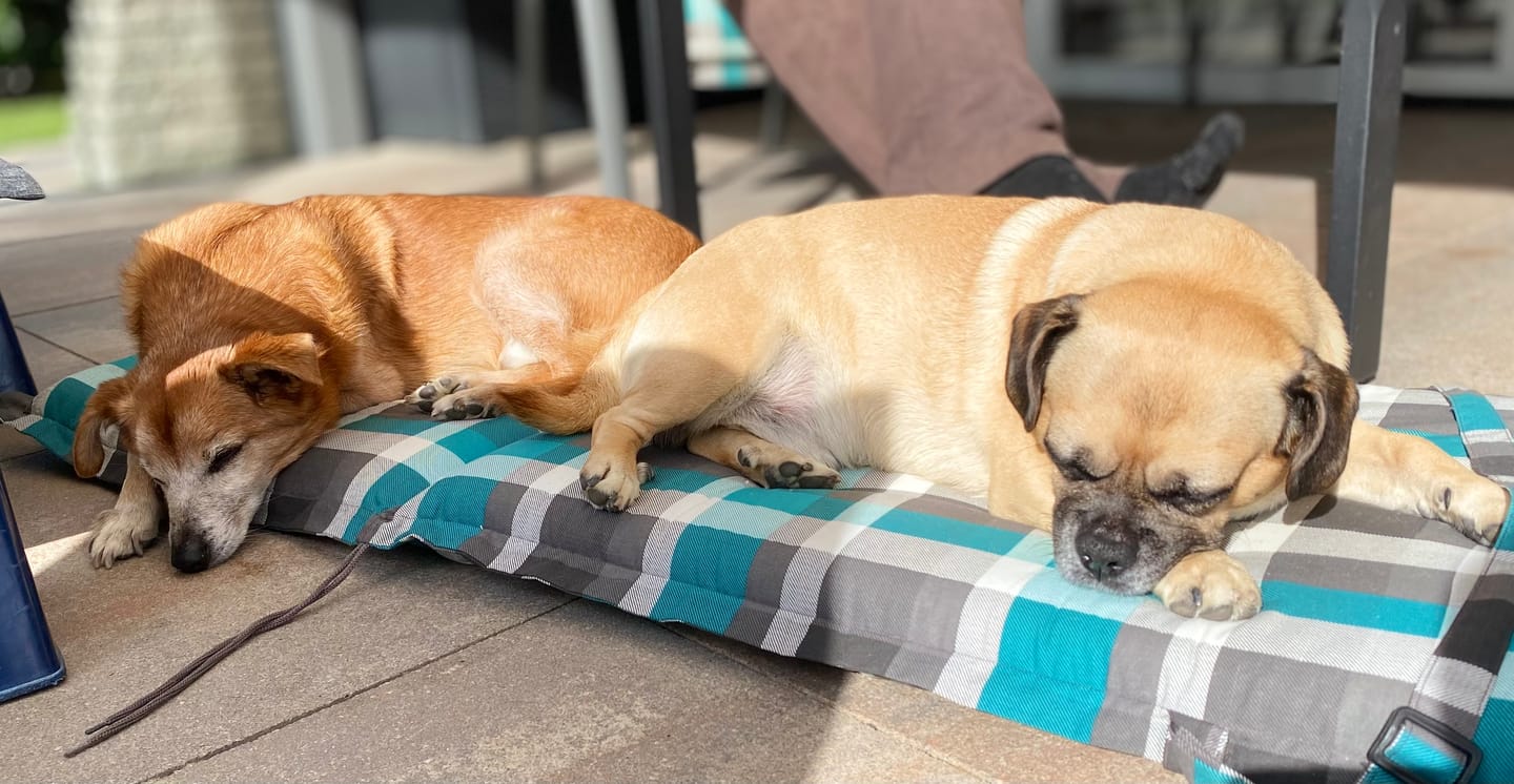 Customer photo review of Dentalspray für Hunde & Katzen