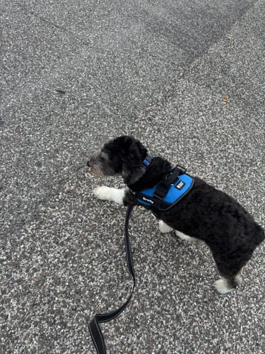 Customer's black and white dog wearing a blue Dogshood No Pull Harness with his name, Brody, on the side.
