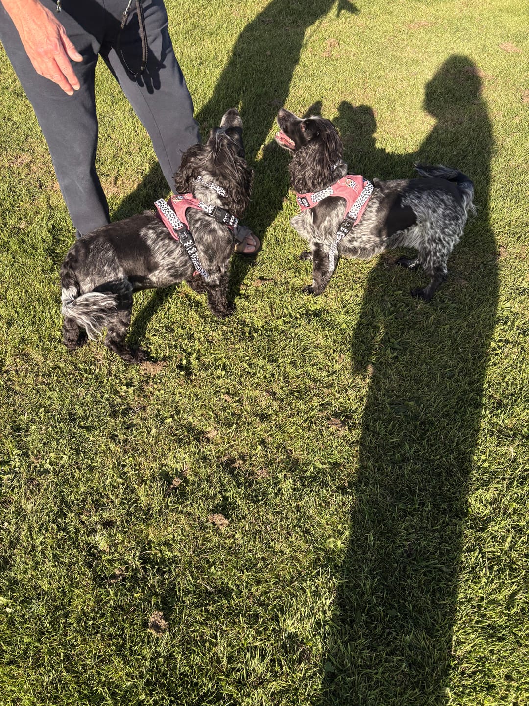 Customer photo review of Luxe Collection | 3-Click Tough Harness | Berry Dalmatian