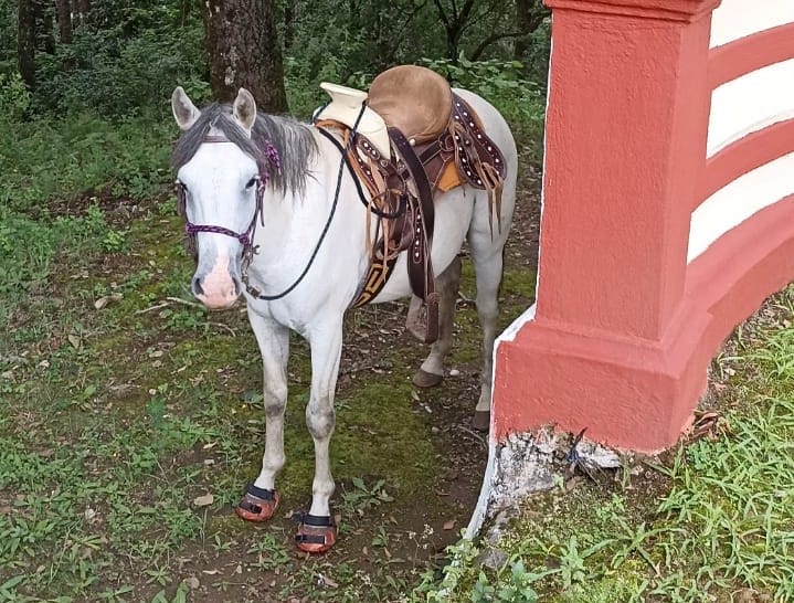 Customer photo review of Renegade® Viper Shield™ Hoof Boot Seconds - Dragon Fire Red