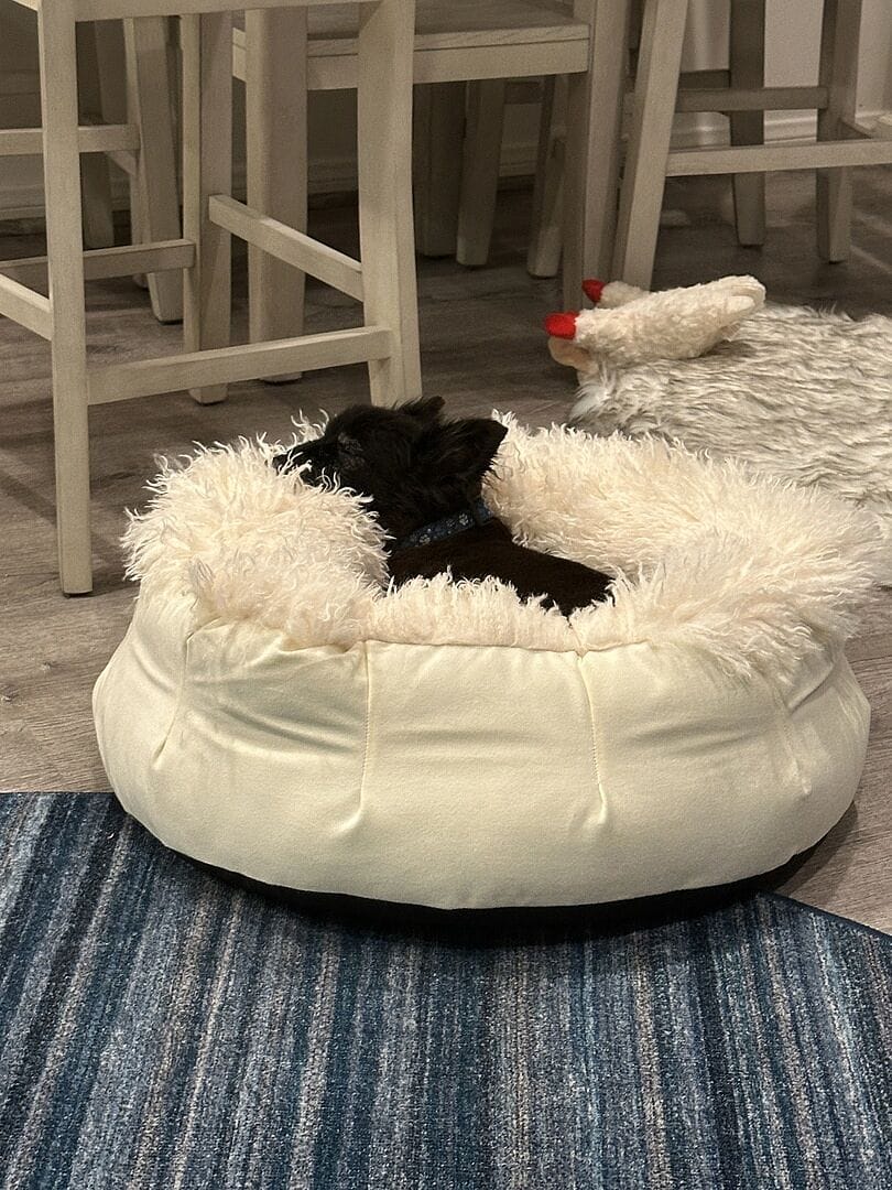 Customer photo review of PupPouf™ Luxe Faux Fur Donut Dog Bed - Plush Sheep Ivory