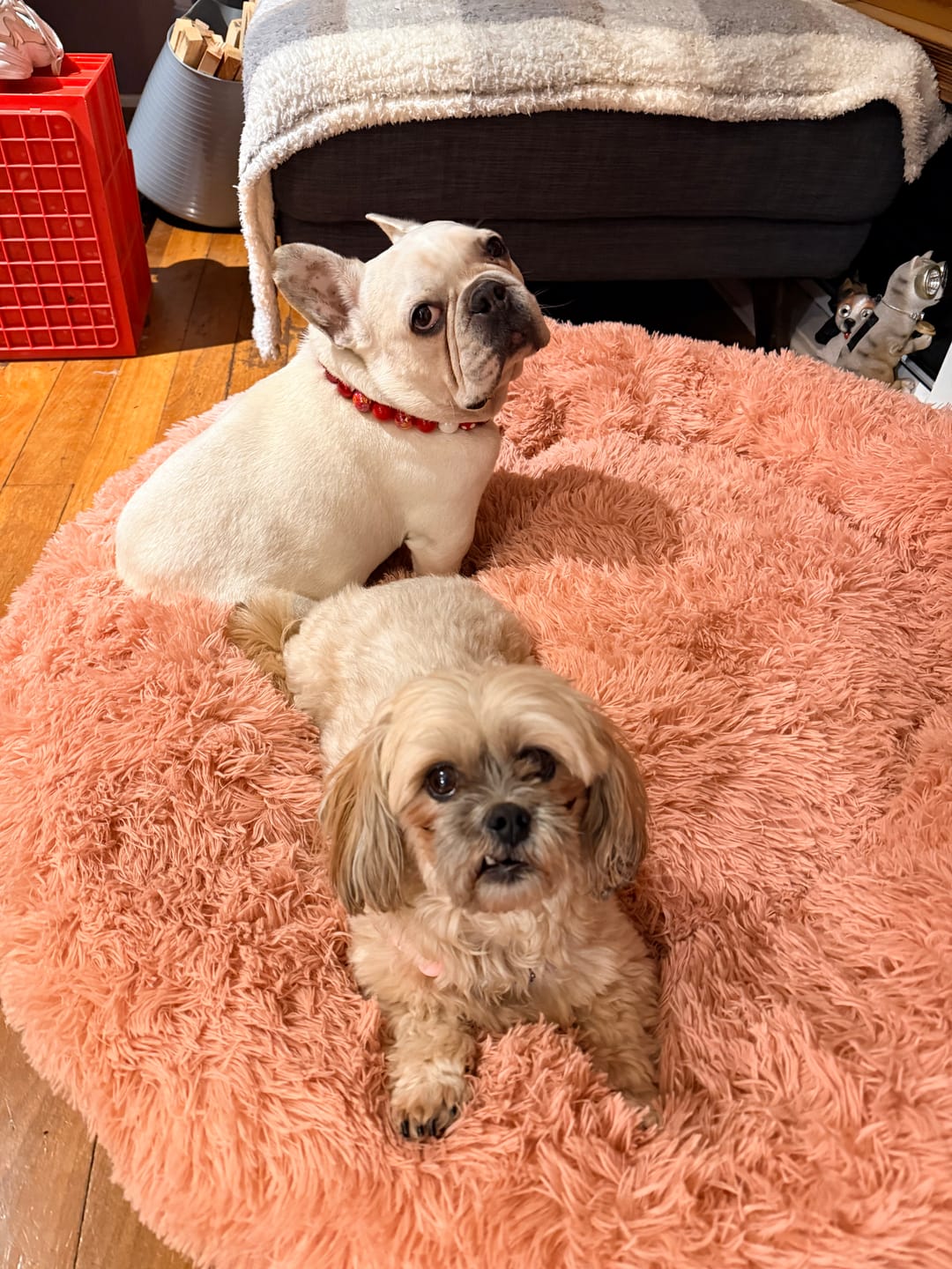 Customer photo review of Calming Pet Bed Machine Washable