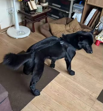 Customer photo review of Botas impermeables para perro