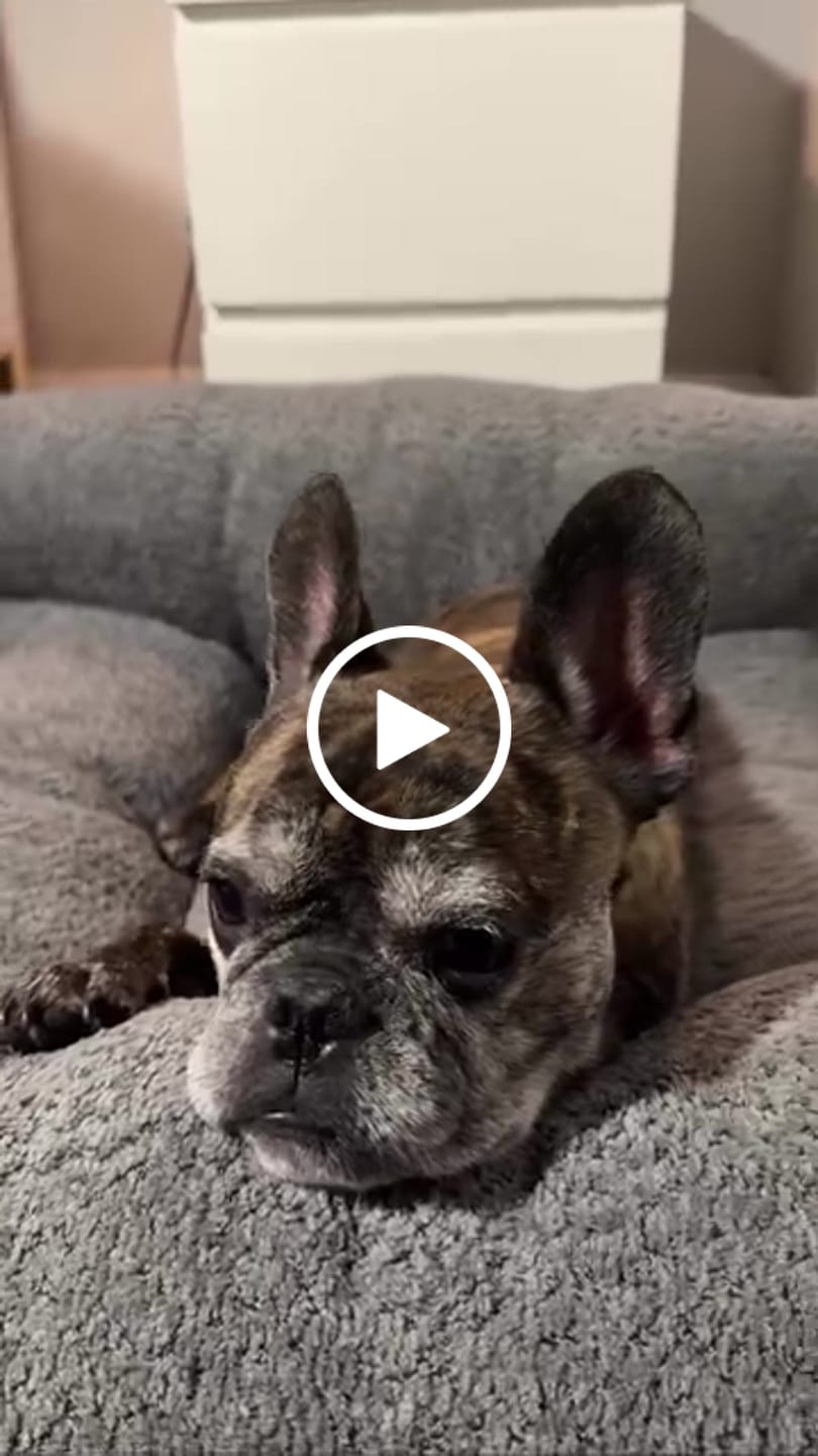 Customer video review of Cama Yoko Gris L