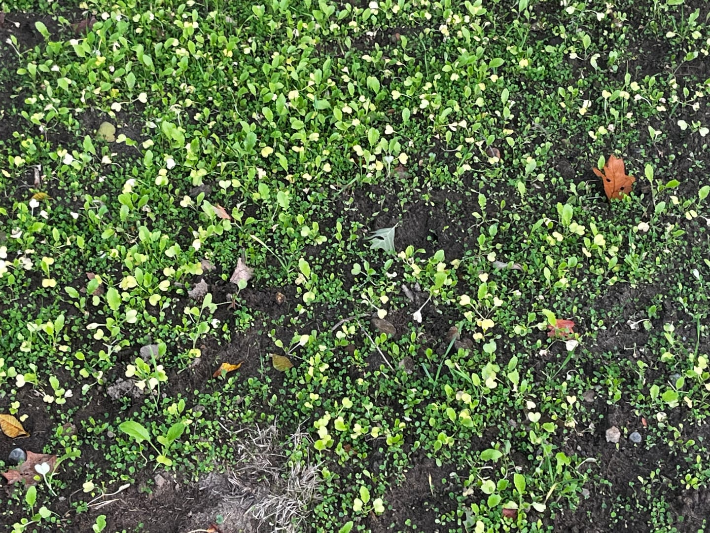 Customer photo review of No Till No Problem