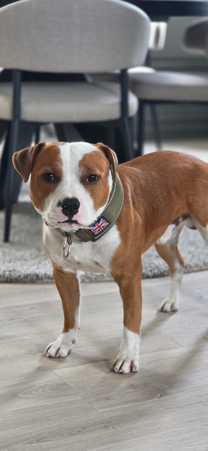 Customer photo review of Staffordshire Bull Terrier 1935® Martingale Collar - Green