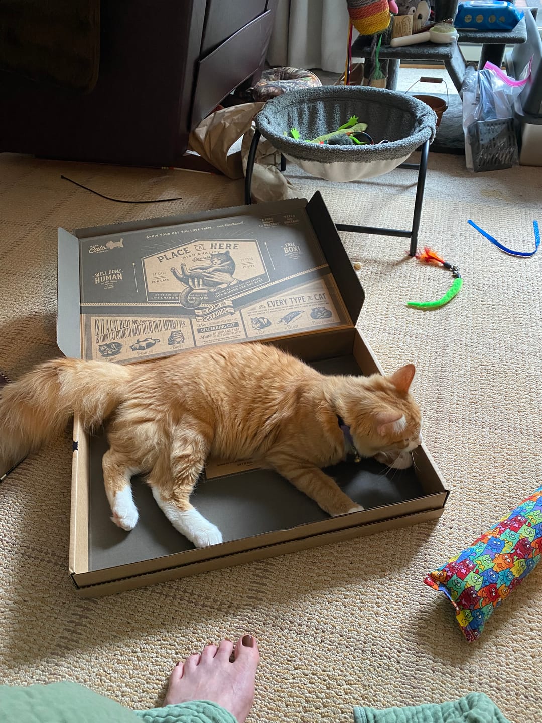 Customer photo review of Chaos Maker - Luxury Cat Scratching Board