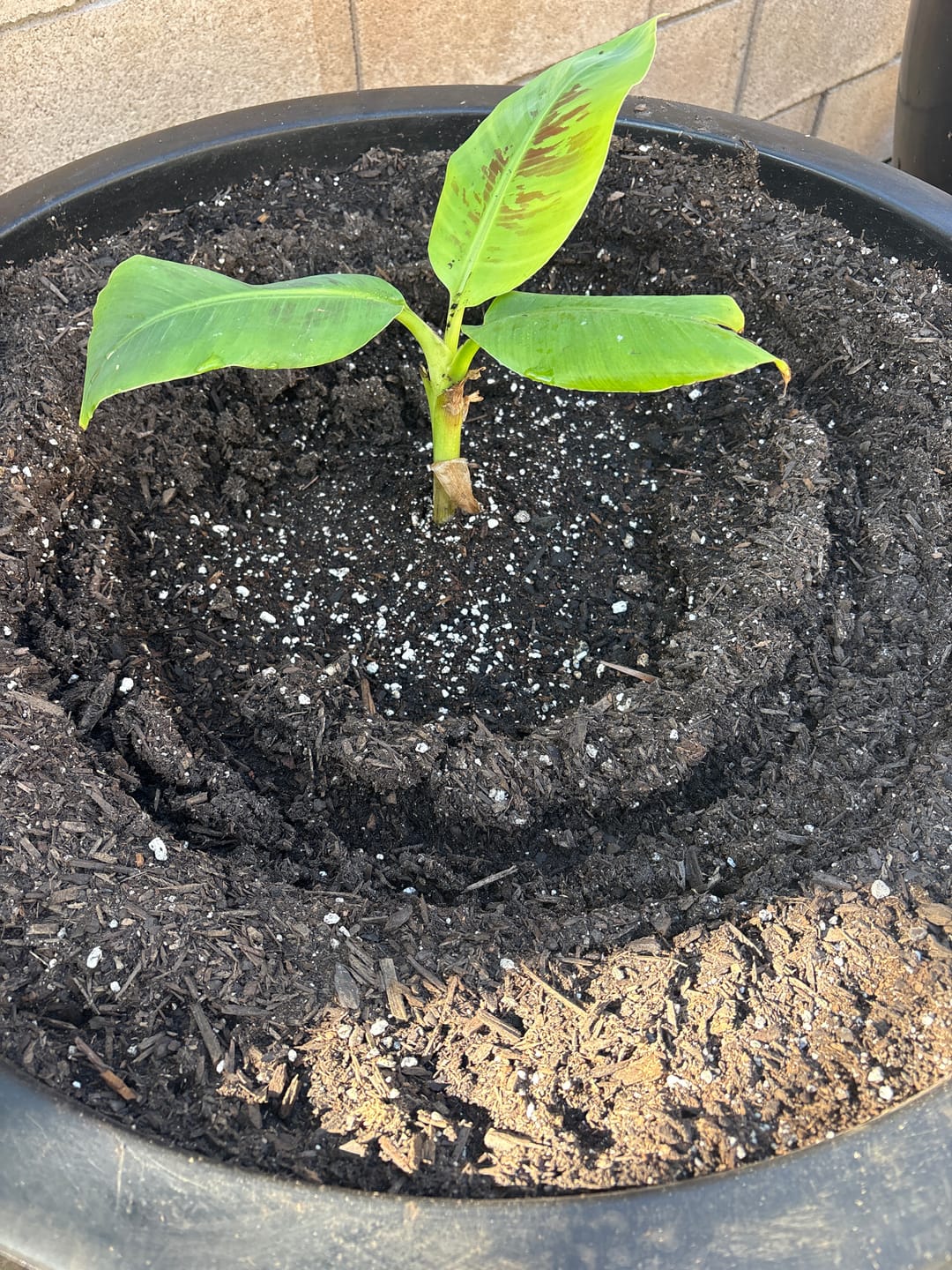Customer photo review of Double Mahoi Banana
