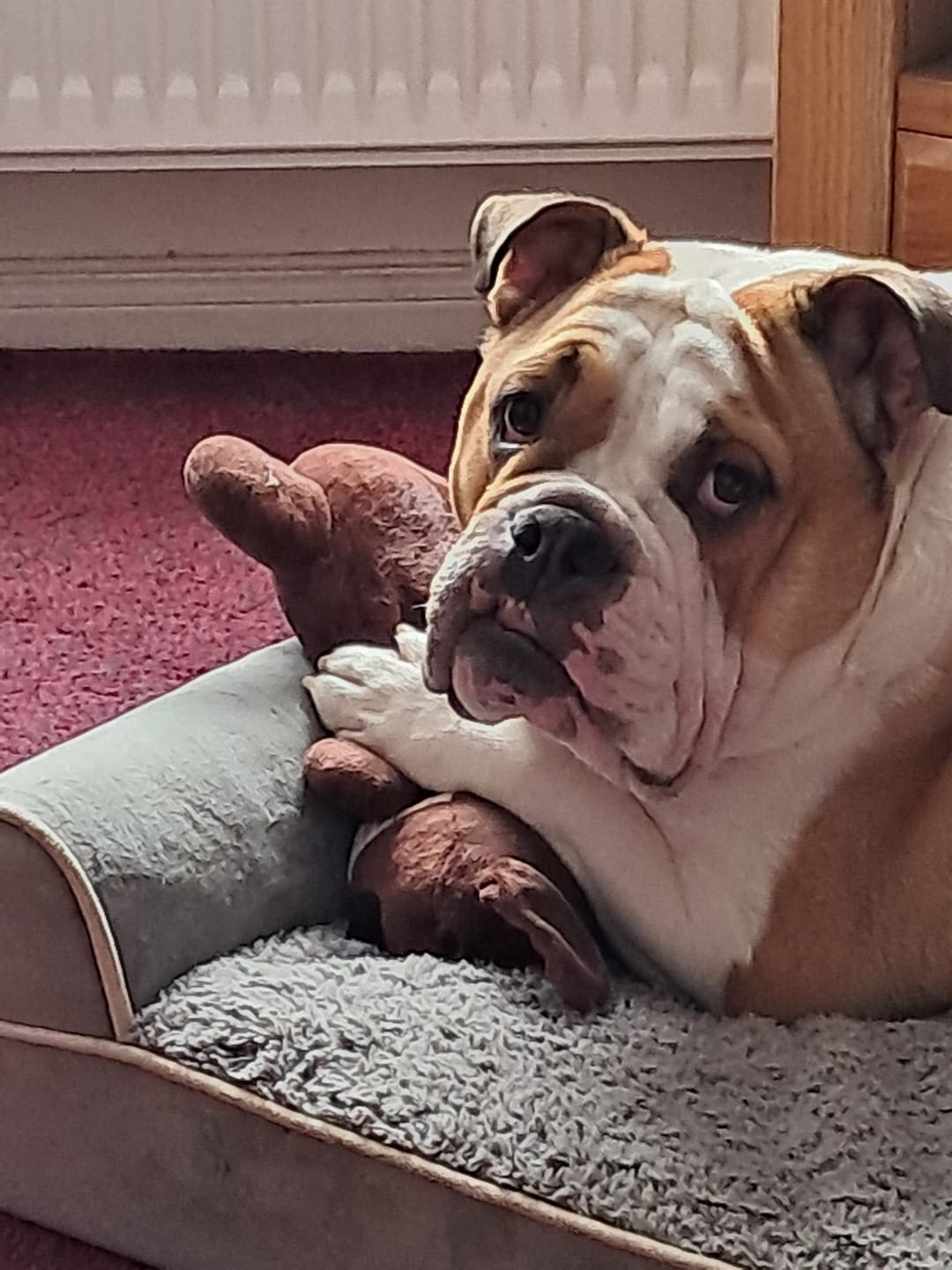 Customer photo review of Anti-Itch Dog Chews