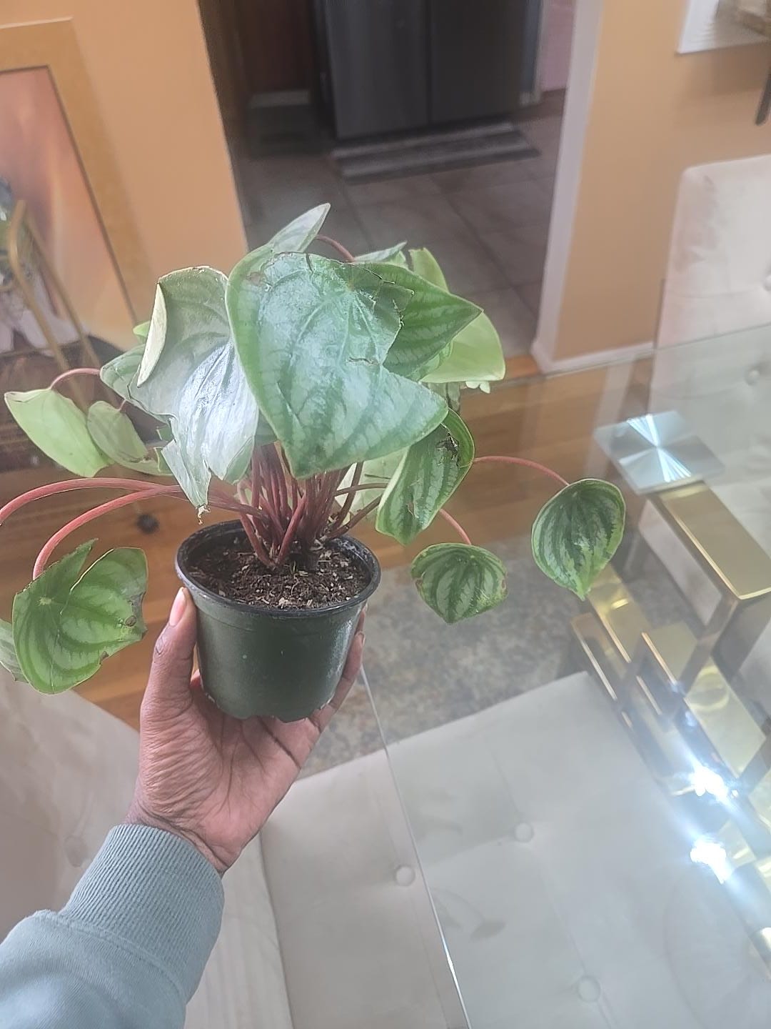 Customer photo review of Watermelon Peperomia starter plant In 4" Grow Pot - Large Watermelon-Striped Peperomia - Indoor Succulent Plant - Easy Care Houseplant