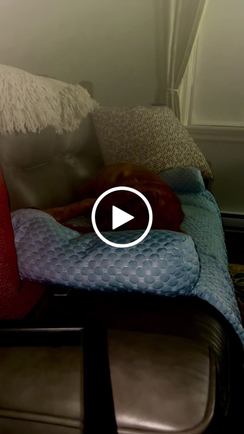 Customer video review of 12 Inch Thick Bully Stick