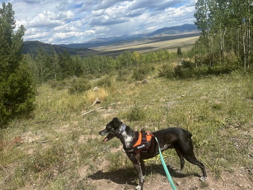 Reviewer's black dog wearing an orange Dogshood No Pull Harness with custom name plate, standing in a scenic outdoor area.